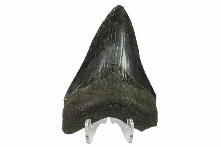 Fossil Megalodon Tooth - South Carolina #130793
